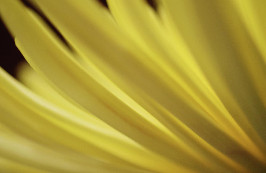 Yellow Mum Petals #14 Photograph by Larah McElroy