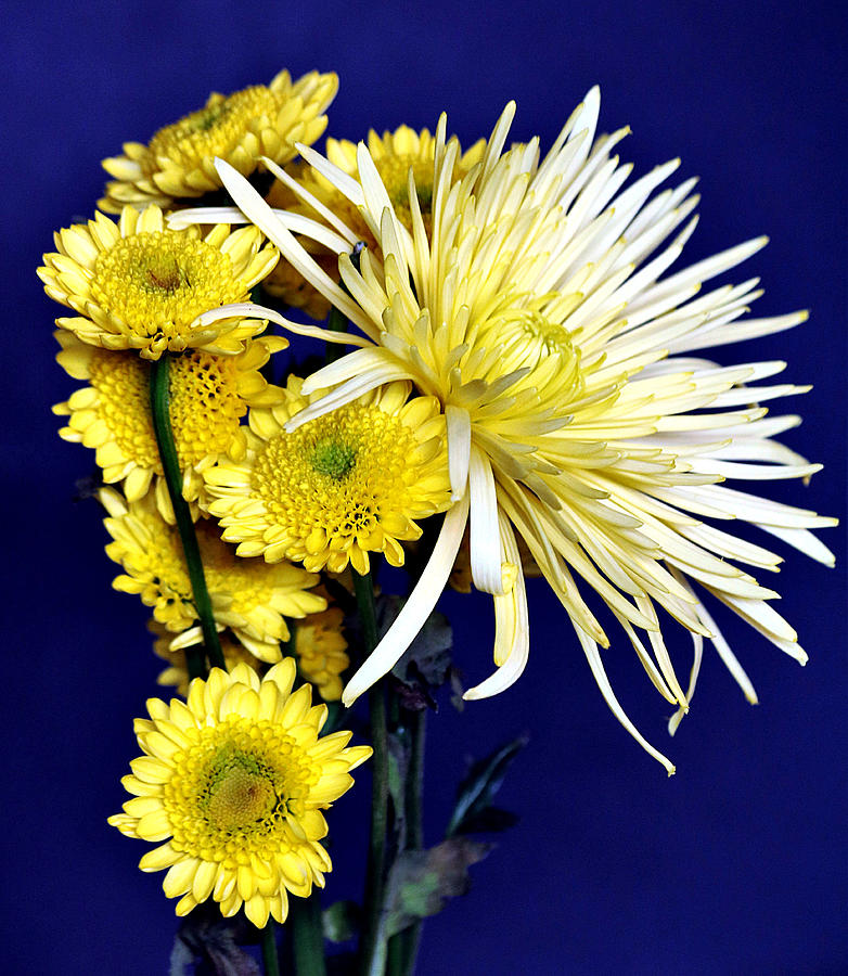 Yellow Mums on Blue #1 Photograph by Sheila Brown