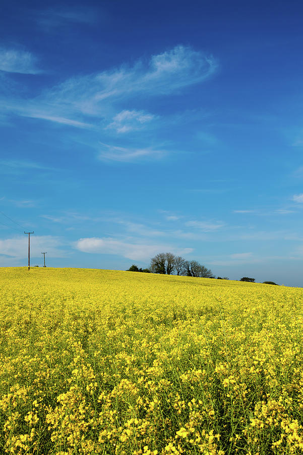 Yellow Oilseed Rape with vivd blue sky #2 Photograph by Maggie Mccall
