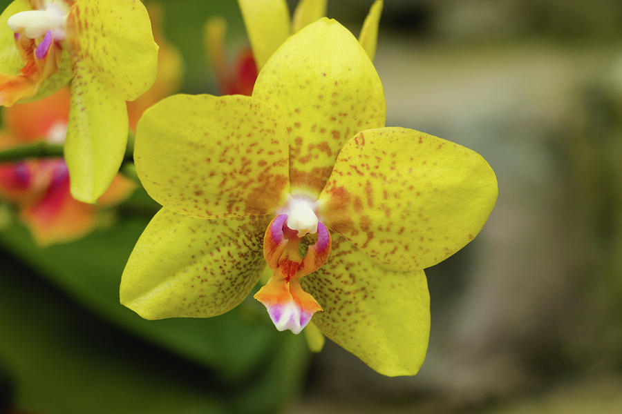 Yellow Orchid #1 Photograph by Cristina Stefan
