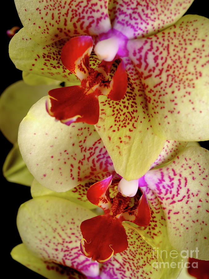 Yellow Orchid #2 Photograph by Dariusz Gudowicz