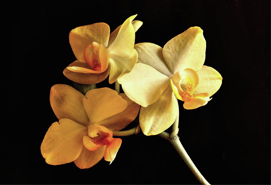 Yellow Orchid #1 Photograph by Jeff Townsend