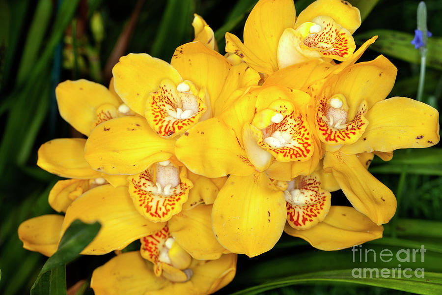 Yellow Orchids #1 Photograph by Anthony Totah