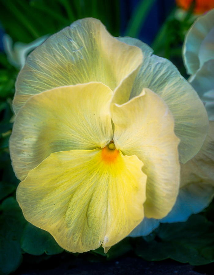Yellow pansy flower #1 Photograph by Lilia S