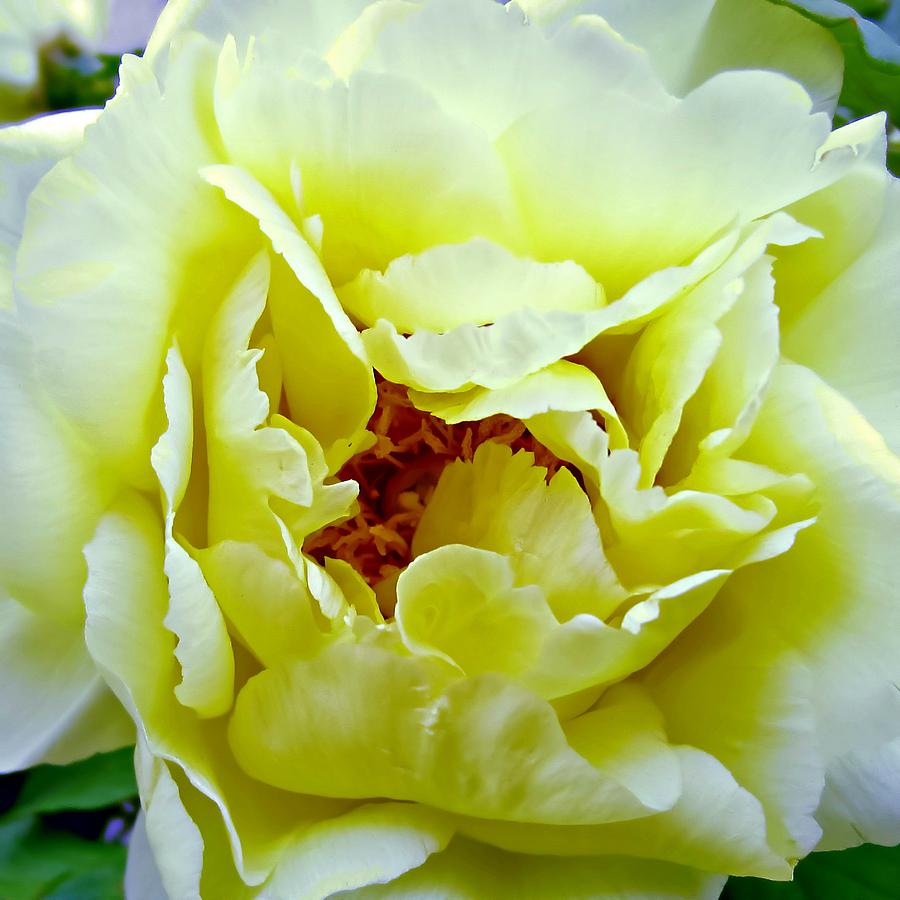 Yellow Peony #1 Photograph by Mary Pille