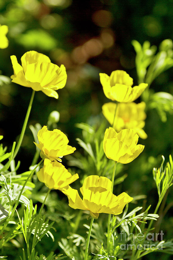 Yellow Poppies Photograph by Karen Jorstad