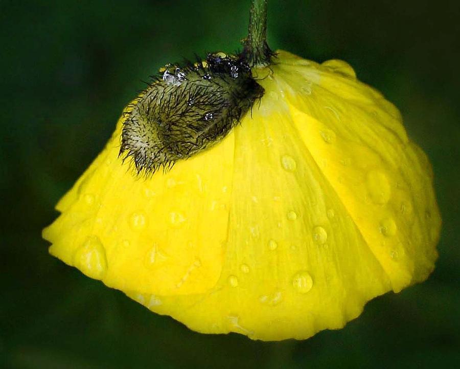 Yellow Poppy #1 Photograph by Marilynne Bull
