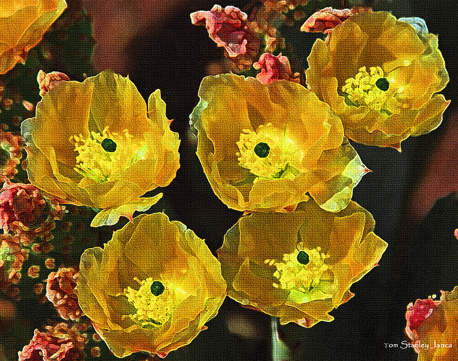 Yellow Prickly Pear Flowers #1 Photograph by Tom Janca