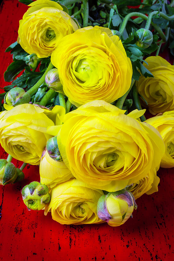 Flower Photograph - Yellow Ranunculus #4 by Garry Gay