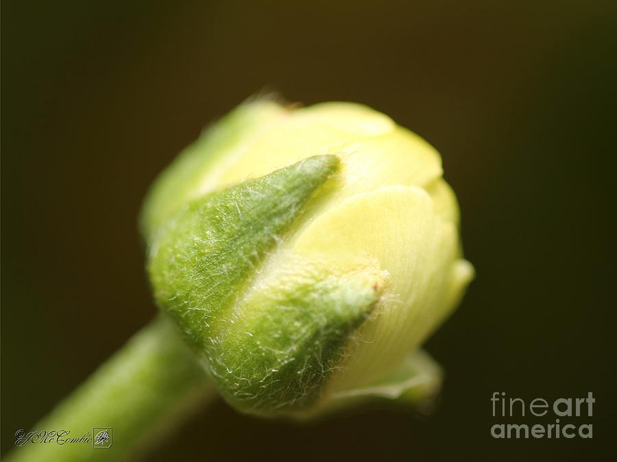 Yellow Ranunculus #5 Photograph by J McCombie