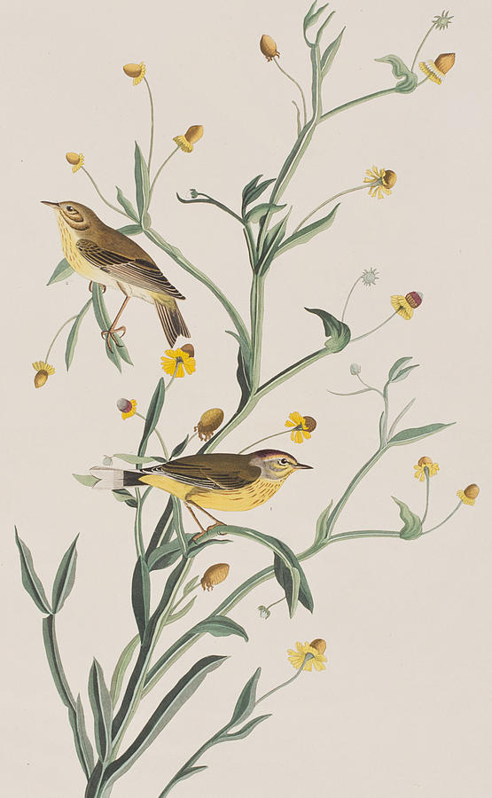 John James Audubon Painting - Yellow Red-poll Warbler by John James Audubon