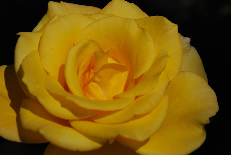 Yellow Rose  #1 Photograph by Carol Eliassen