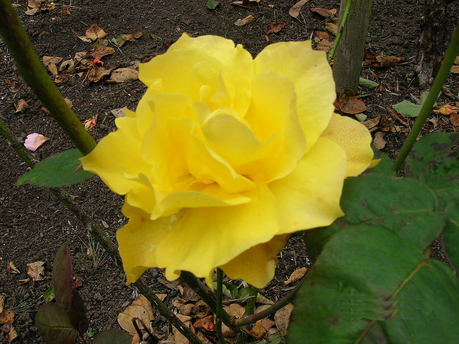 Rose Photograph - Yellow Rose #1 by Carolyn Donnell