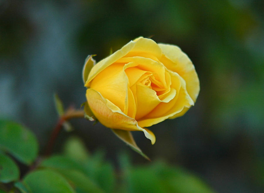 Rose Photograph - Yellow Rose #1 by Cathie Tyler