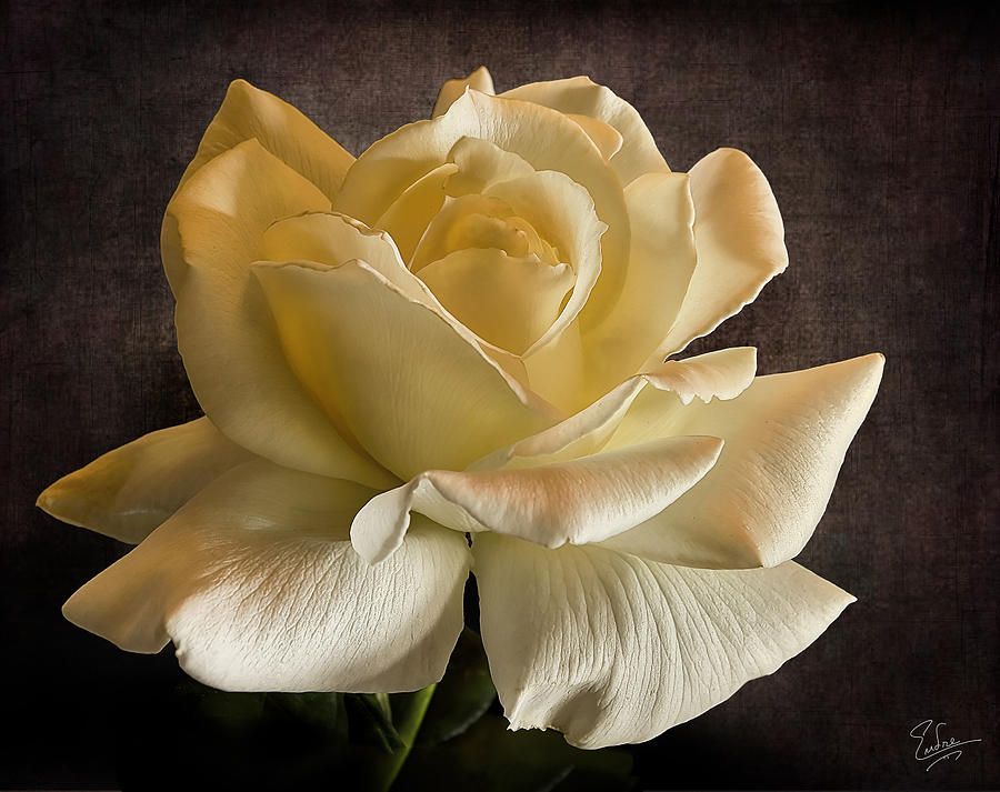 Yellow Rose #1 Photograph by Endre Balogh