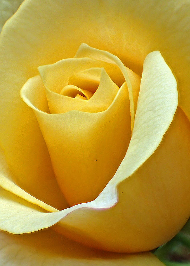 Yellow Rose #2 Photograph by Farol Tomson