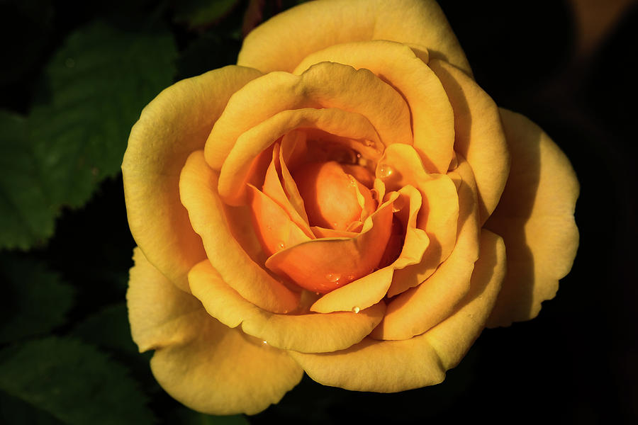Yellow Rose #1 Photograph by Jay Stockhaus