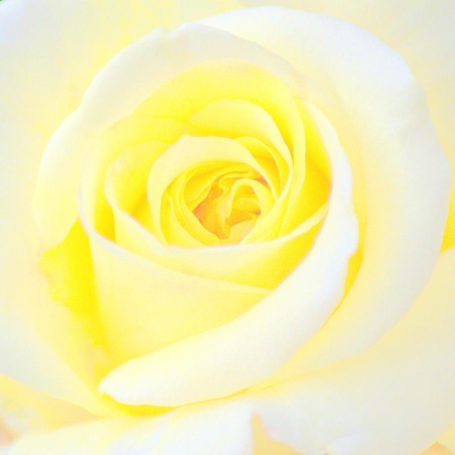 Yellow Rose I Photograph by Joan Han
