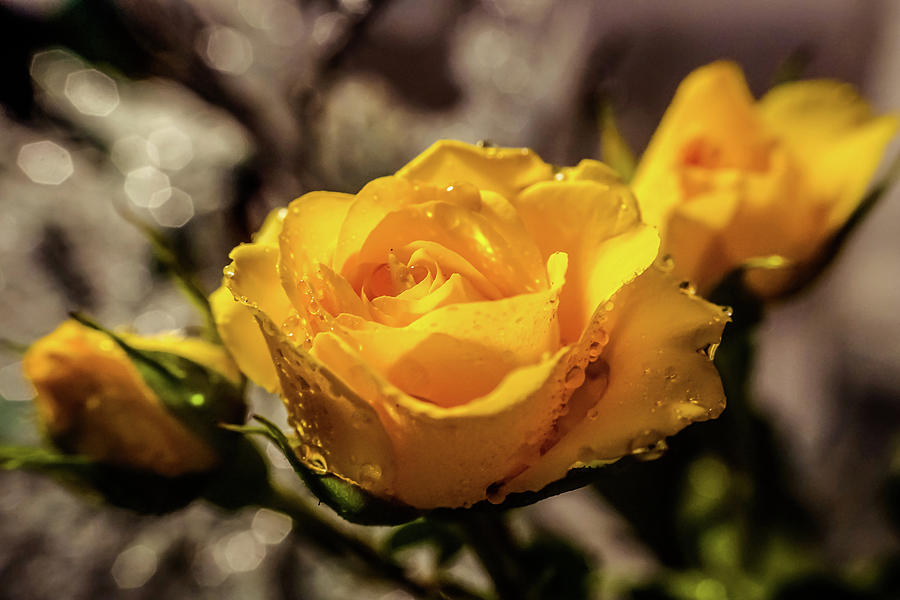 Yellow Rose #1 Photograph by Lilia S