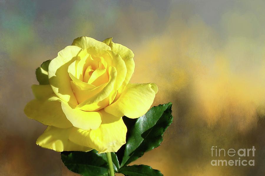 Yellow Rose of Texas Photograph by Janette Boyd