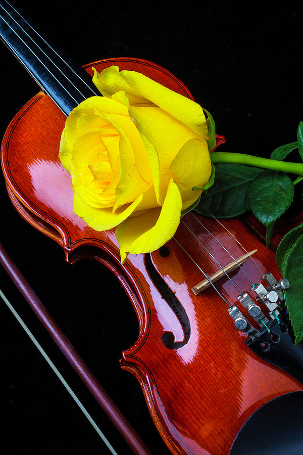 Yellow Rose On Violin #1 Photograph by Garry Gay