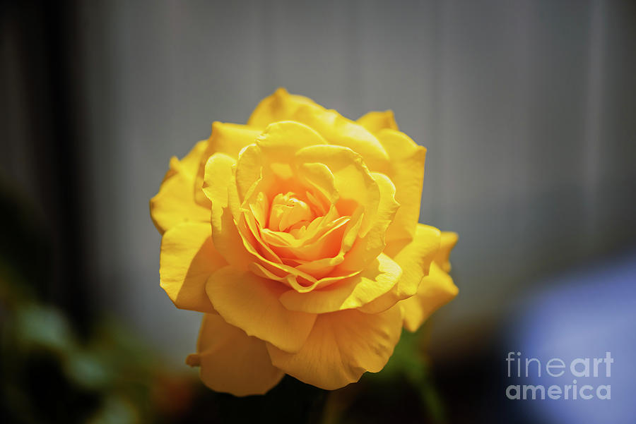 Yellow Rose Photograph