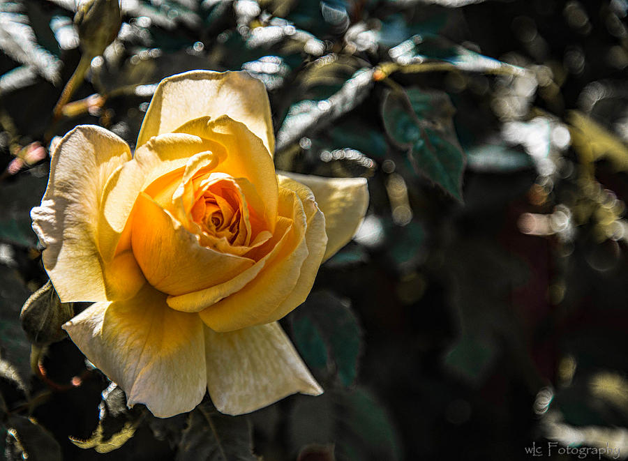 Yellow Rose #1 Photograph by Wendy Carrington