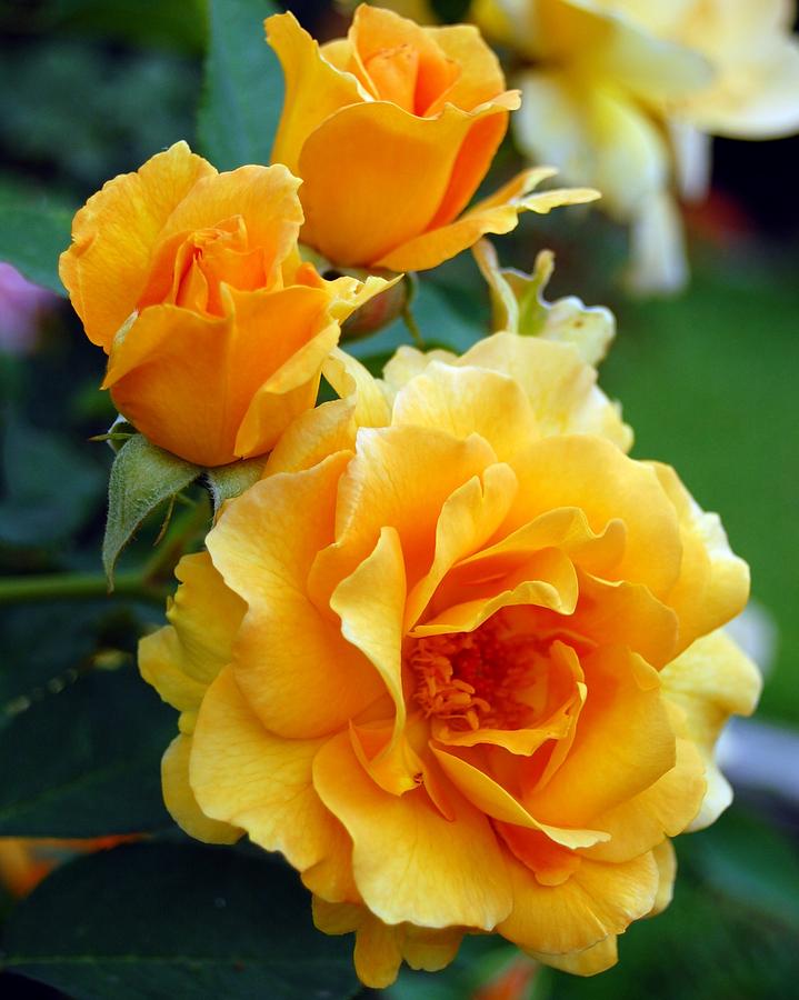 Flower Photograph - Yellow Roses #1 by Amy Fose
