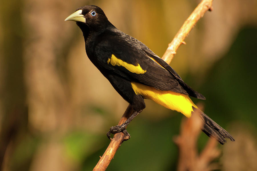 Bird Photograph - Yellow-rumped Cacique by Flees Photos