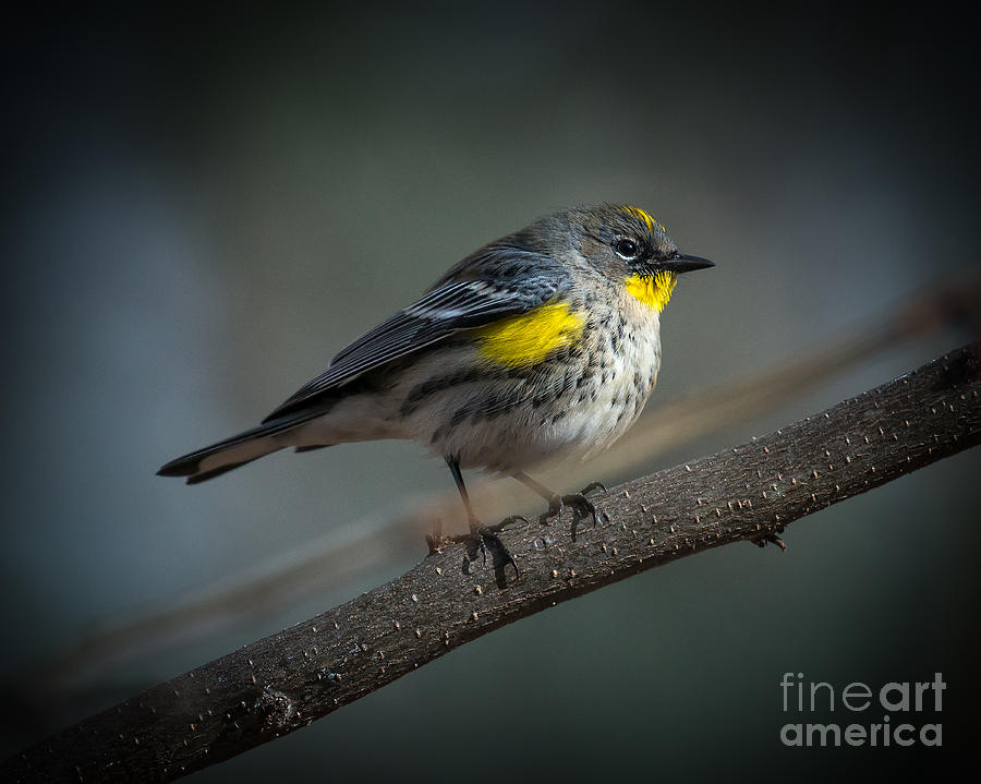 Yellow-rumped Warbler #1 Photograph by Lisa Manifold