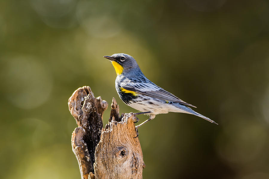 Warbler Photograph - Yellow-rumped Warbler #1 by Tam Ryan