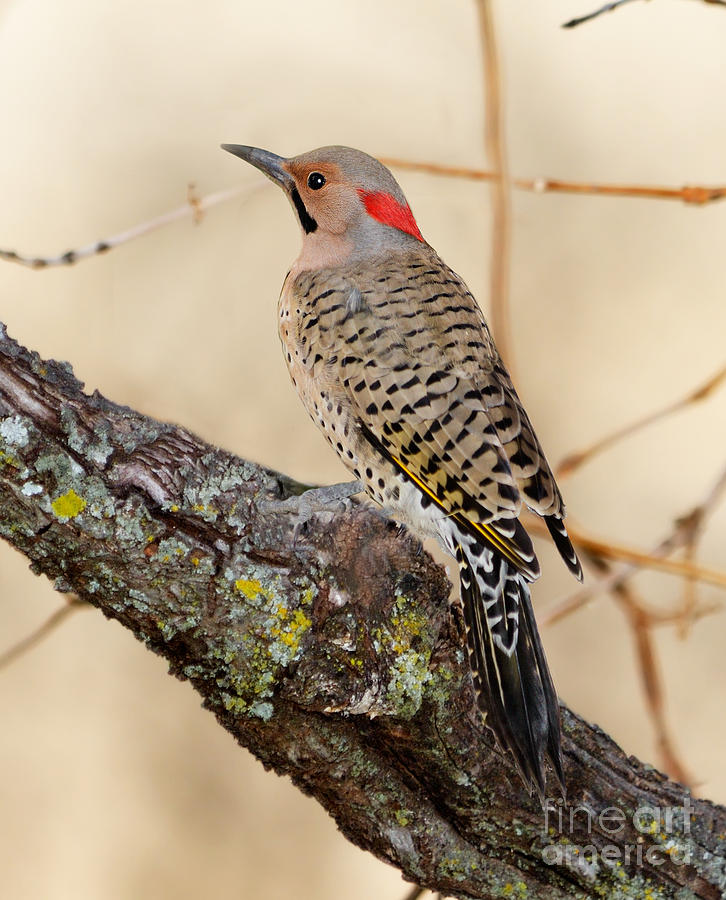 Yellow-Shafted Northern Flicker #2 Photograph by Betty LaRue