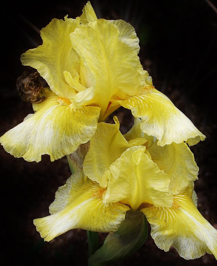 Yellow Splendor #1 Photograph by Bruce Bley