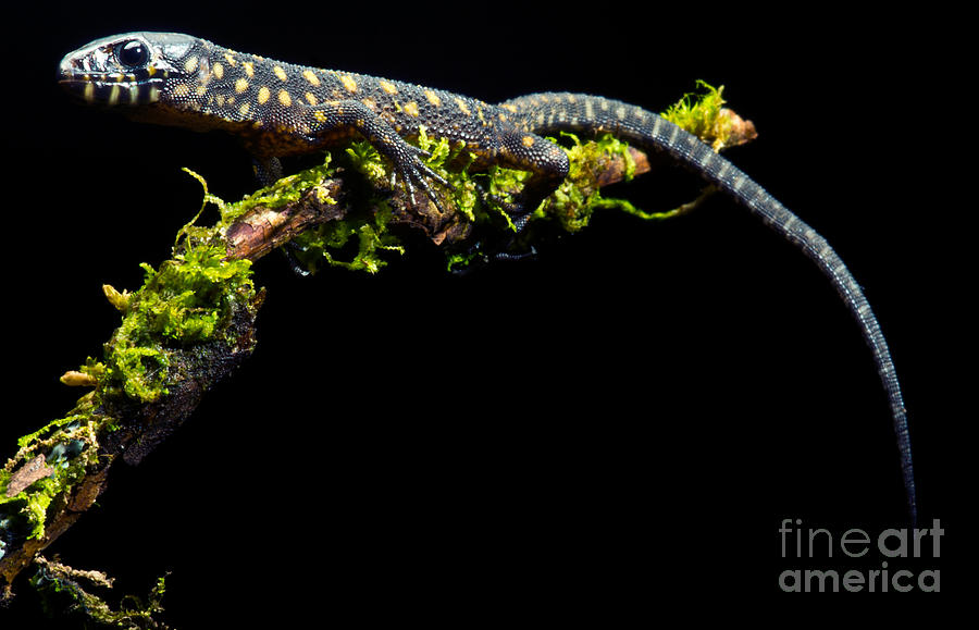Yellow Spotted Tropical Night Lizard #1 Photograph by Dant Fenolio