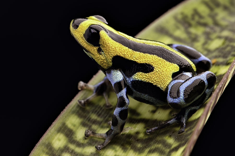yellow striped poison dart frog Peru #1 Photograph by Dirk Ercken