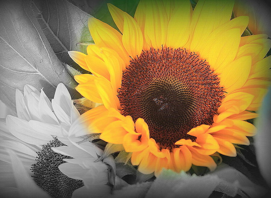 Sunflower Photograph - Yellow Sunflower - Selective Coloring by Dora Sofia Caputo
