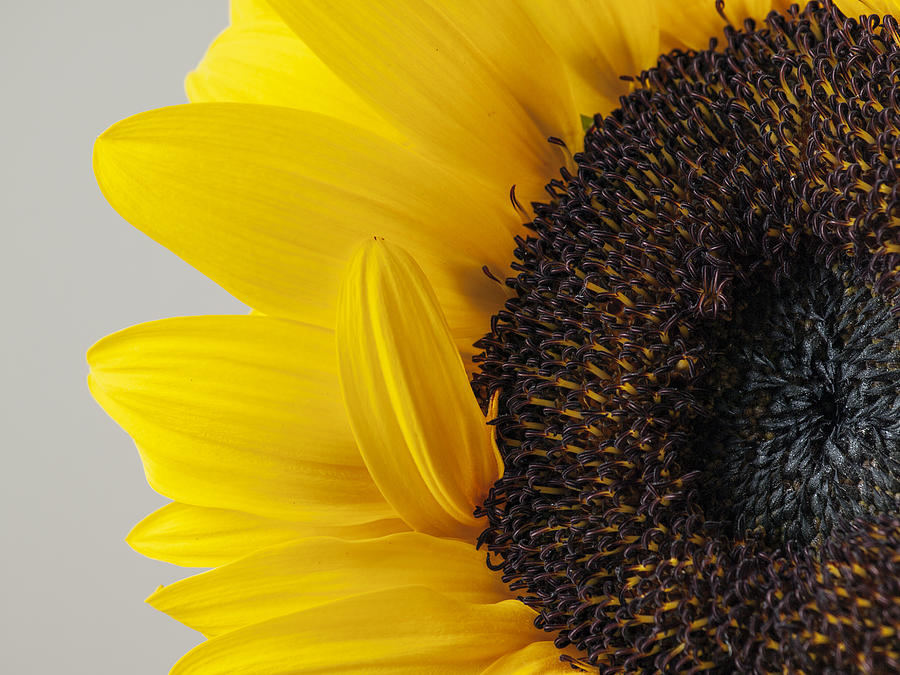 Yellow Sunflower Photograph by Sabine Konhaeuser Yellow Sunflower Photograph by Sabine Konhaeuser