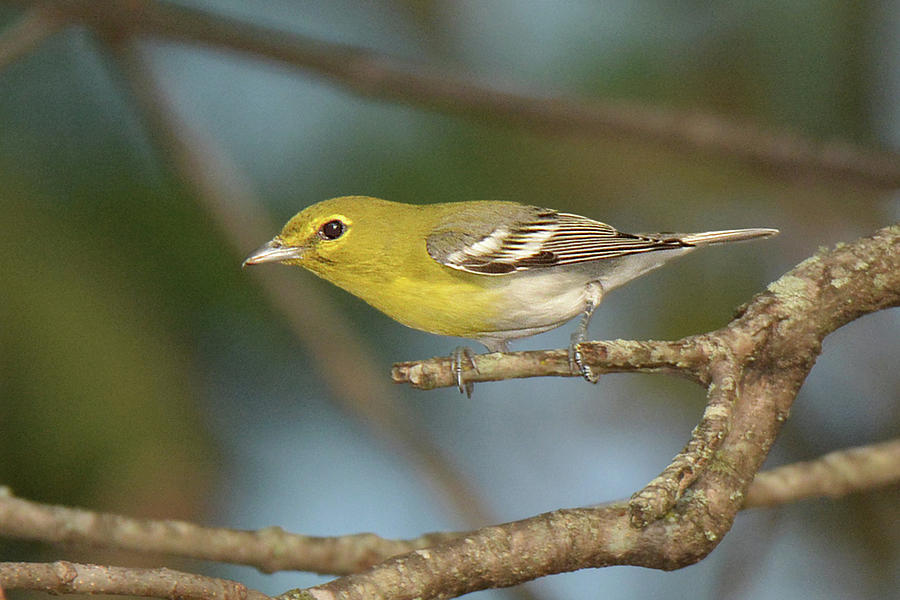 Yellow-throated Vireo #1 Photograph by Alan Lenk
