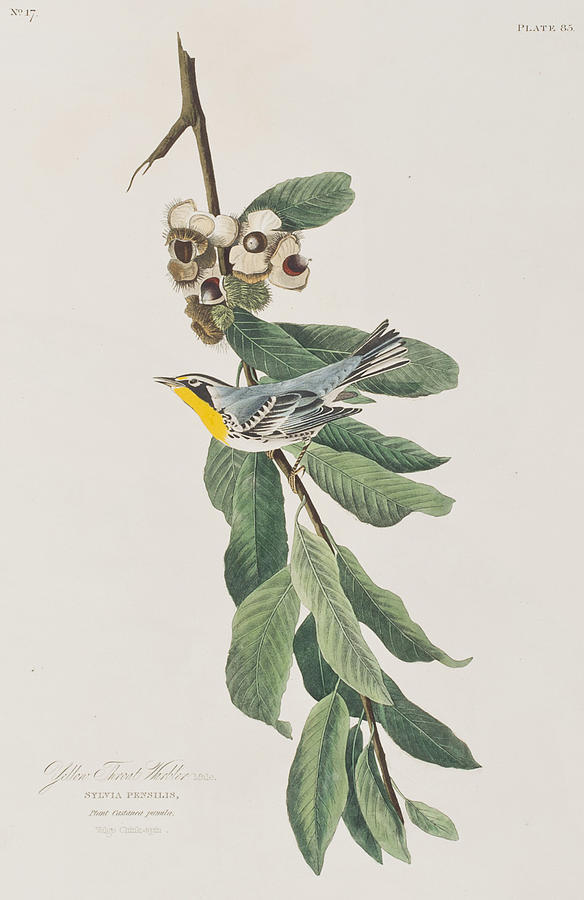 John James Audubon Painting - Yellow Throated Warbler by John James Audubon