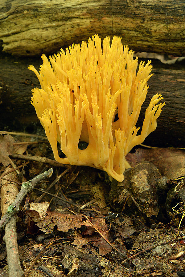 Yellow-tipped Coral Mushroom #1 Photograph by Alan Lenk