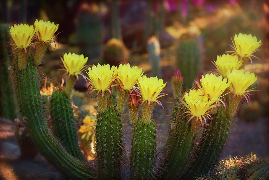 Yellow Torch Cactus Bouquet  #2 Photograph by Saija Lehtonen