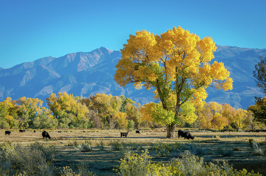 Tree Photograph - Yellow Tree, Bishop CA. #2 by Javier Flores