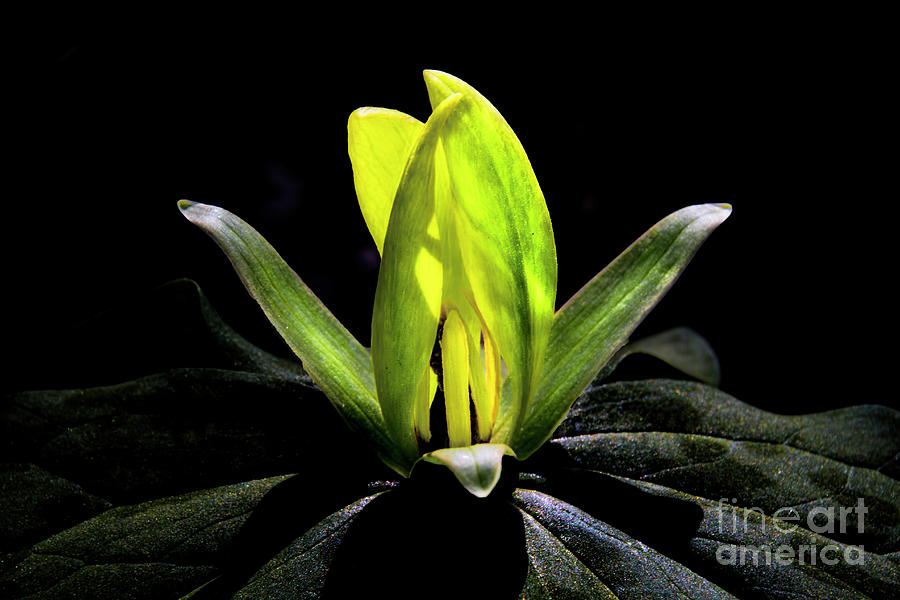 Yellow Trillium Photograph - Yellow Trillium #1 by Barbara Bowen