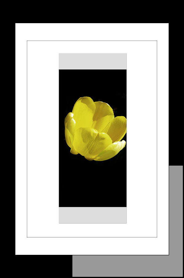 Yellow Tulip 1 Of 3 Photograph