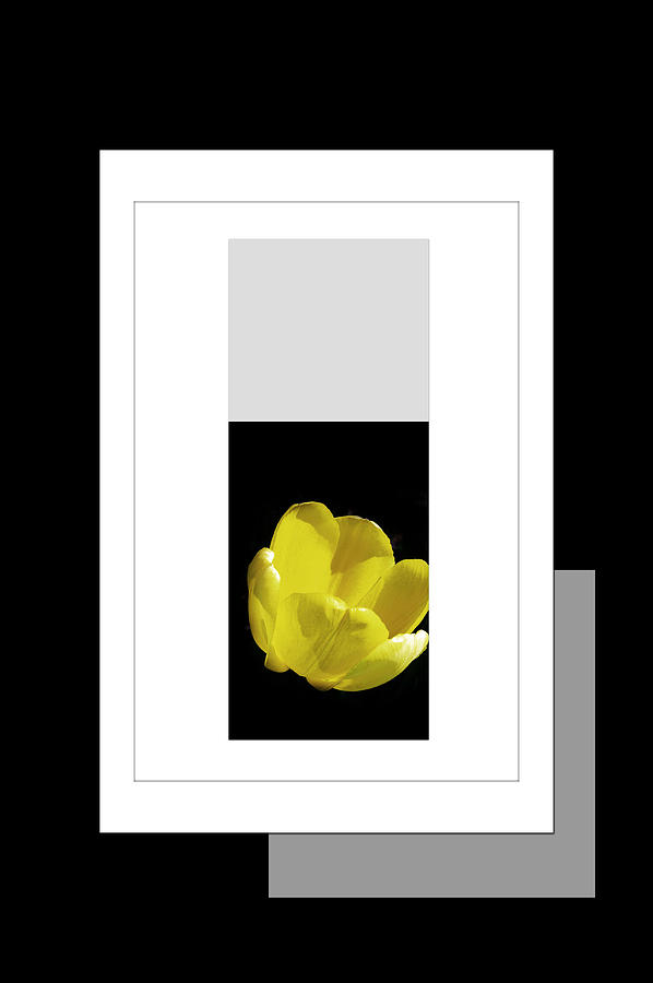 Yellow Tulip 2 Of 3 Photograph