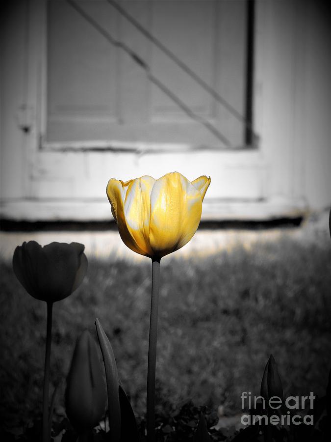 Yellow Tulip #2 Photograph by Chad and Stacey Hall