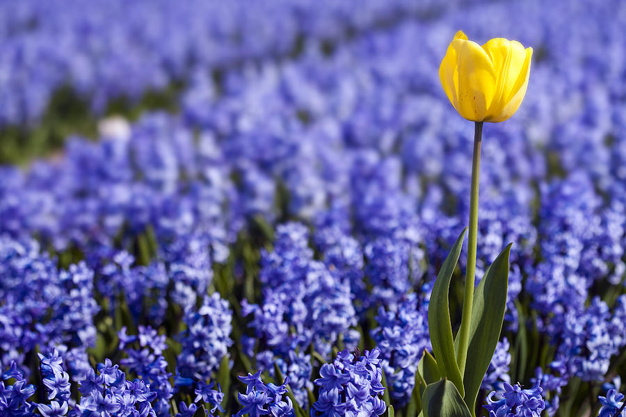 Flower Photograph - Yellow Tulip in Hyacinths Field #1 by Andre Goncalves