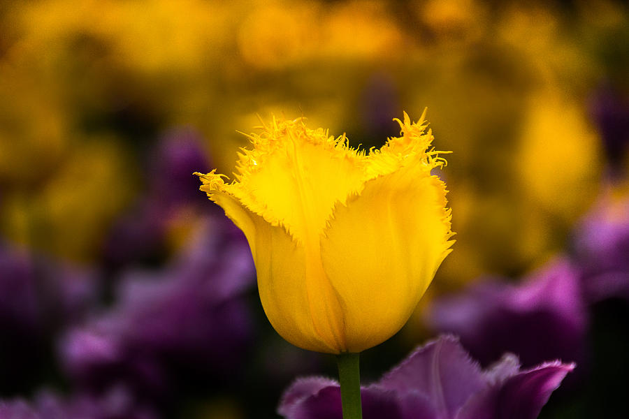 Yellow Tulip #1 Photograph by Jay Stockhaus