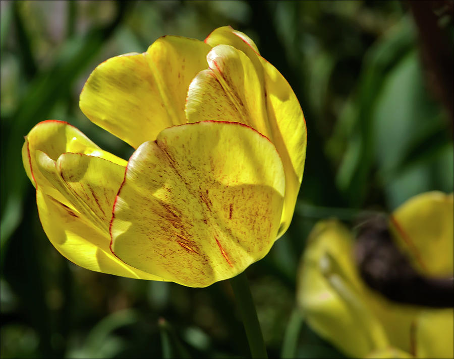 Yellow Tulip #1 Photograph by Robert Ullmann