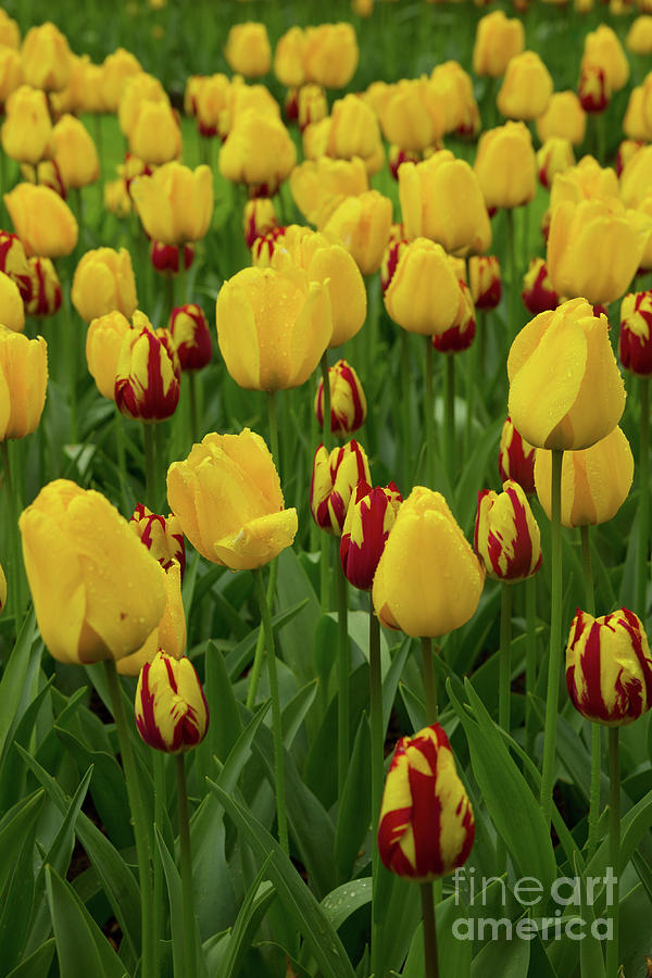 Yellow  Tulips #2 Photograph by Anastasy Yarmolovich
